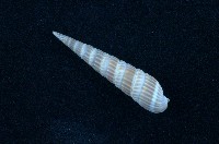 藏品(紅筍螺)的圖片